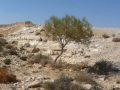 A Tour of the Negev