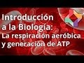 La respiración celular aeróbica y generación de ATP - Biología - Educatina