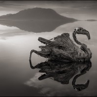 Images: Nick Brandt