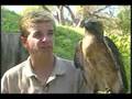 Red-Tailed Hawk