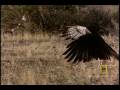 Red-Tailed Hawk vs. Rattler