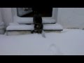 Cat meets snow (Original)