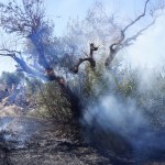 Video - Israeli settlers torch Hebron family’s property for eighth time