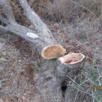 Settlers from illegal colony of Itamar destroy 1,500 Palestinian olive trees 