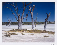 River red gums (Eucalyptus camaldulensis) killed by rising salinity in irrigated agricultural land near Waikerie, Murray Riverland, South Australia, 1999. Taken by Bill Bachman