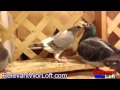 Racing Pigeon Breeders- Meet Our Racing Pigeon Breeders