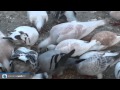 تربية الحمام  | Pigeons Breeding