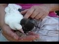 How to hand feed baby pigeons. Orphaned fantail pigeons. Pigeons paons orphelins