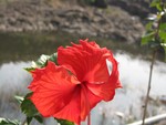 Red colour fresh hibiscus flower - nature