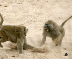 "Life at the Top: Rank and Stress in Wild Male Baboons," published in the July 15 issue of the journal Science found that in wild baboon populations, the highest-ranking, or alpha, males have higher stress-hormone levels than the highly ranked males below them, known as beta males -- even during periods of stability. The findings have implications in the study of social hierarchies and of the impact of social dominance on health and well-being, a subject of interest among researchers who study human and other animal populations.  "An important insight from our study is that the top position in some animal -- and possibly human -- societies has unique costs and benefits associated with it, ones that may persist both when social orders experience some major perturbations as well as when they are stable," said lead author Laurence Gesquiere, an associate research scholar in Princeton's Department of Ecology and Evolutionary Biology. "Baboons are not only genetically closely related to humans, but like humans they live in highly complex societies."