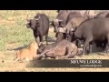 Lion attacks a Buffalo near Mfuwe Lodge (Happy ending)