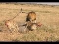 Lion Vs Cheetah - Male lion kills 2 cheetahs