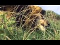 Lions - Spy in the Den (Full Documentary)