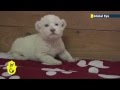 Rare baby white lion born in Serbia: Cute lion cub roars for the cameras at Belgrade Zoo