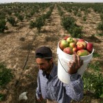 Israel exploits Egypt turmoil to increase attacks on Gaza farmers
