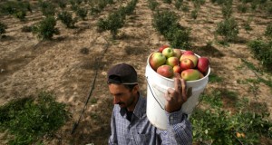 Israel exploits Egypt turmoil to increase attacks on Gaza farmers