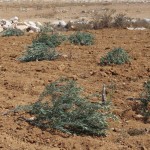 48 young olive trees destroyed in South Hebron Hills