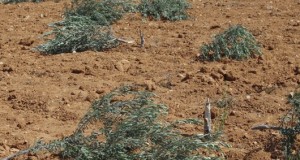 48 young olive trees destroyed in South Hebron Hills