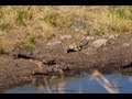 **RARE** Leopard Hunting Warthog - The Kruger National Park