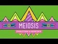 Meiosis: Where the Sex Starts - Crash Course Biology #13