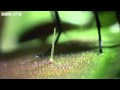 Life - Venus Flytraps: Jaws of Death - BBC One