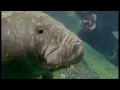 Attenborough: Bad Breath From the Gentle Sea Cow -  Life of Mammals - BBC