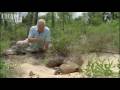 Attenborough - The wonder of the Tortoise Tunnel - BBC wildlife