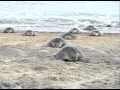 Olive Ridley Turtles - mass nesting on the beaches of Orissa, along the Bay of Bengal