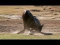 Sea Lion vs. Penguin