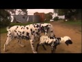 Orphaned Spotted Lamb Adopted by Dalmatian Dog