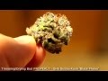 How to trim, manacure and dry buds PROPERLY