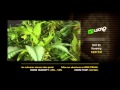 Super Bud - Green House Grow Sessions