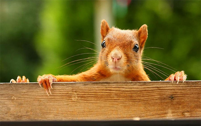 cute_squirrels_5