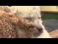 Rare White African Lion Cubs Born in Australia