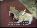 BARBARY SHEEP plays with PUPPY