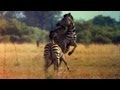 World's Deadliest - Zebra vs. Zebra