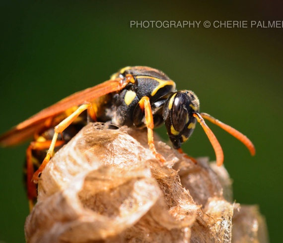 ASIAN-PAPER-WASP