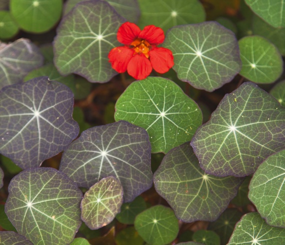 nasturtiums