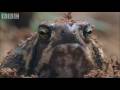 Attenborough: Amazing Rain Frogs - Life in Cold Blood - BBC wildlife