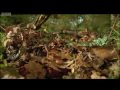 Life of Insects - Attenborough: Life in the Undergrowth - BBC