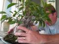 How to turn a Ginseng Ficus into a real Bonsai Tree