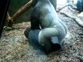 gorilla Fucking in front of horny ass woman in chicago Lincoln Park Zoo part 1