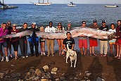 Giant oarfish found off California coast (Thumbnail)