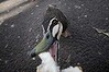 Bird feeding is posing a problem for one Melbourne council.