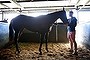 Serious contender: David Hayes' filly Gregors (above) had the upper hand in her last run against Guelph. 