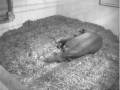 Baby Tapir Born