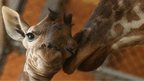 An eleven day old newborn giraffe calf stands beside his mother