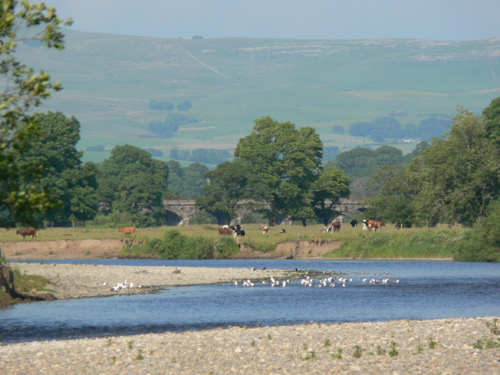 cows & river