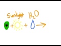 The Amazing Chloroplast!