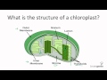 4.1.1 What is the structure of a chloroplast